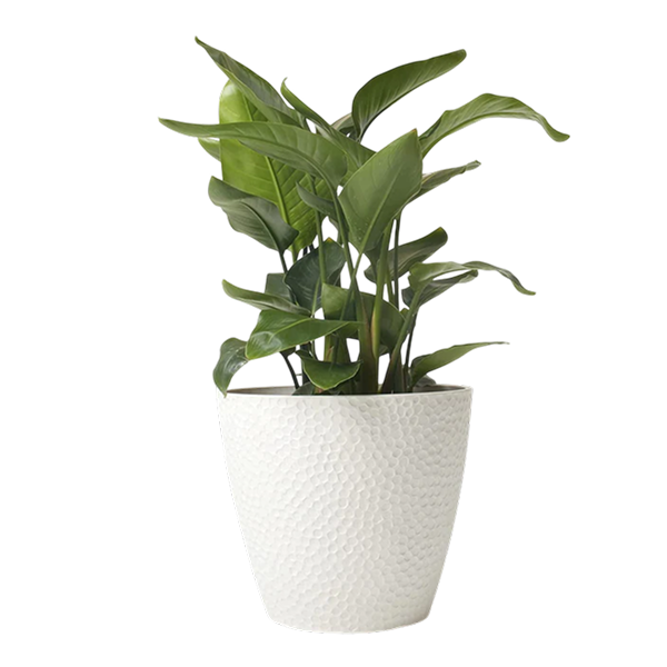 Outdoor Indoor Tree Planters
