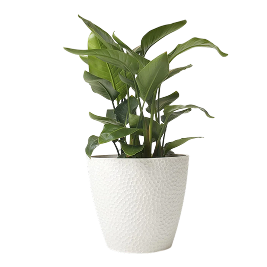 Outdoor Indoor Tree Planters